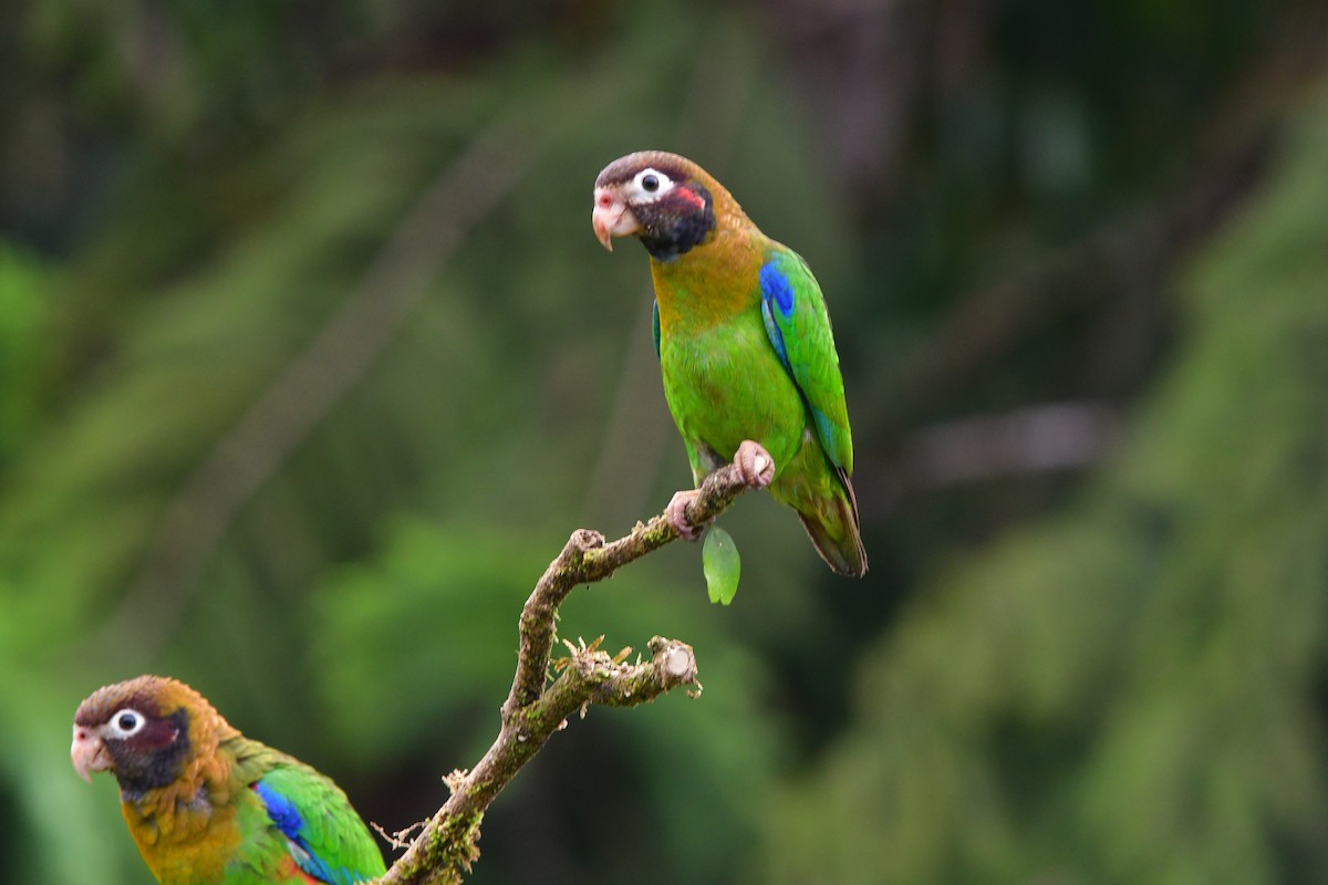 アカミミインコ - ML638813876