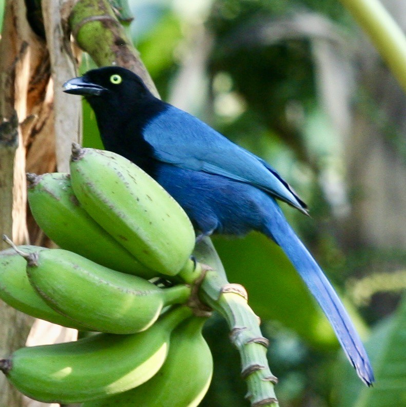 Bushy-crested Jay - ML638813888