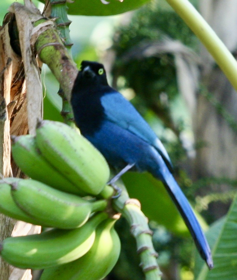 Bushy-crested Jay - ML638813890