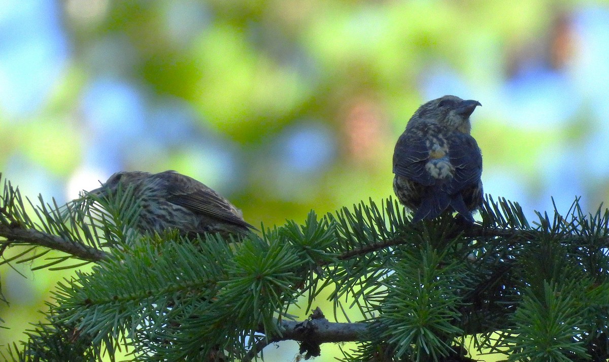 Red Crossbill - ML638813906