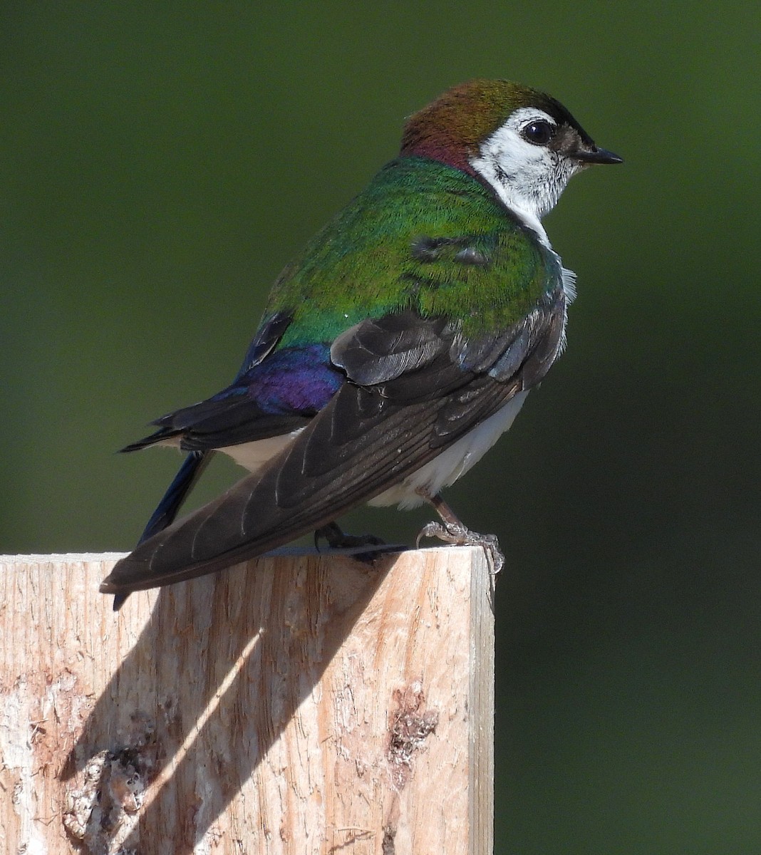 Violet-green Swallow - ML638813950