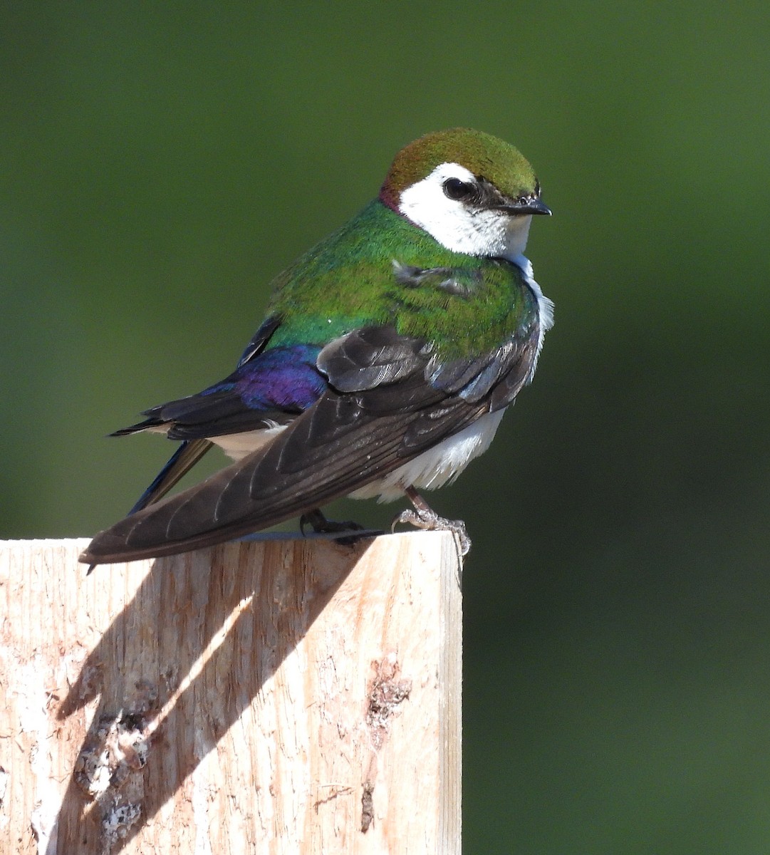 Violet-green Swallow - ML638813951