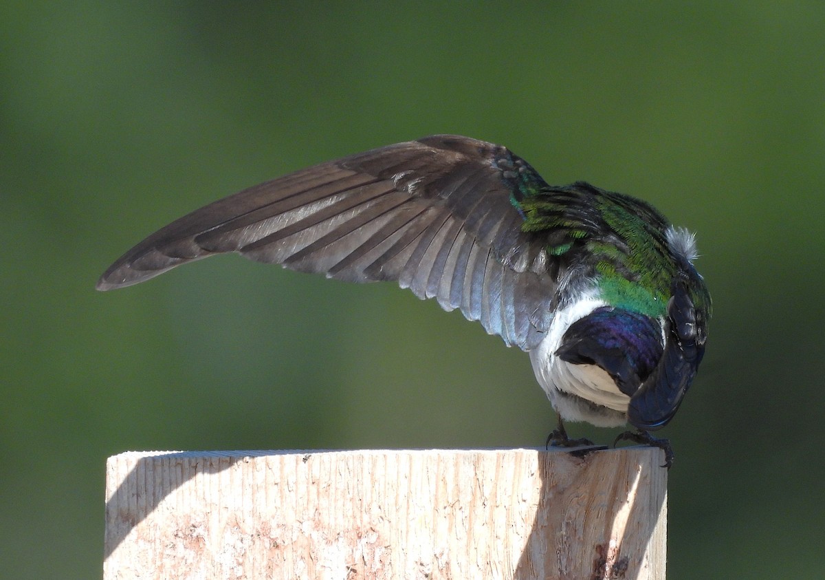 Violet-green Swallow - ML638813952