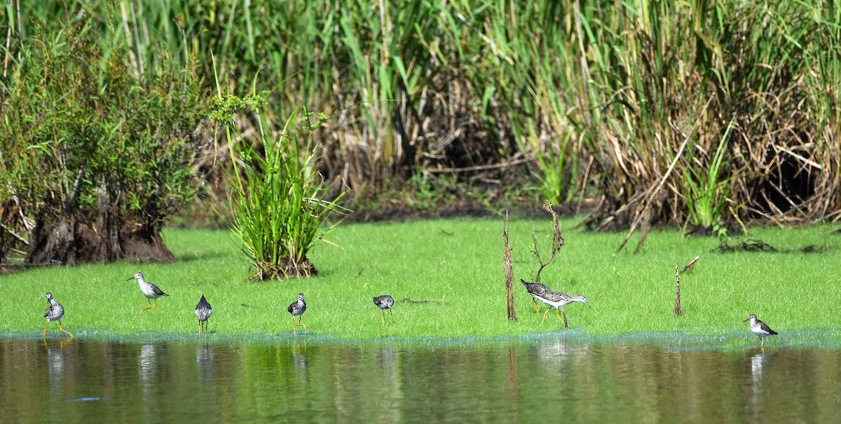 Totano zampegialle minore - ML638813957