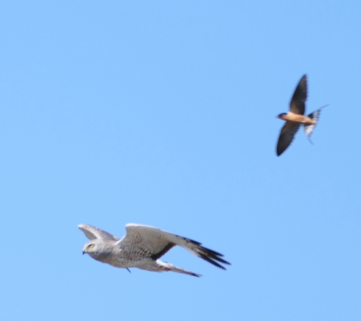 Northern Harrier - ML638813963