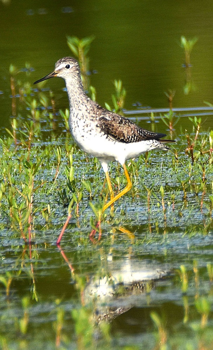 Totano zampegialle minore - ML638813975