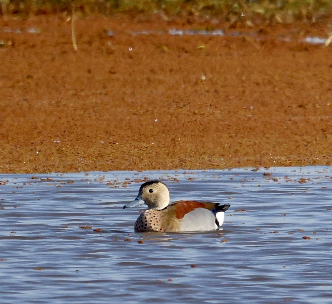 Ringed Teal - ML638814033
