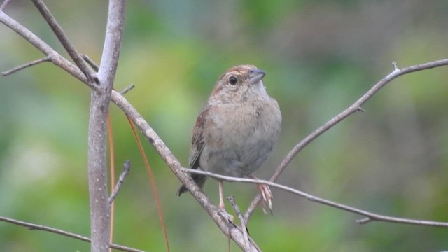 Bachman's Sparrow - ML638814096