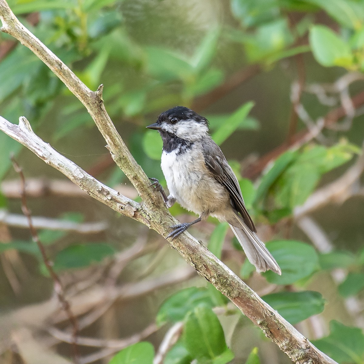 Carolina Chickadee - ML638814121