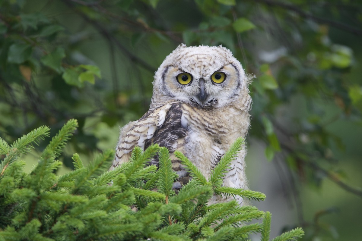 Great Horned Owl - ML638814206