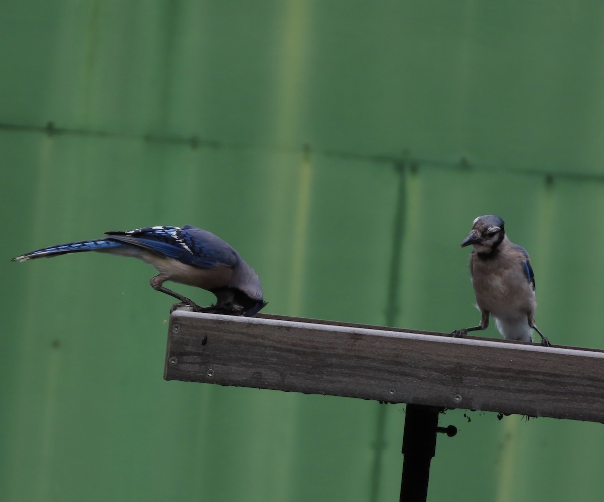 Blue Jay - ML638814215