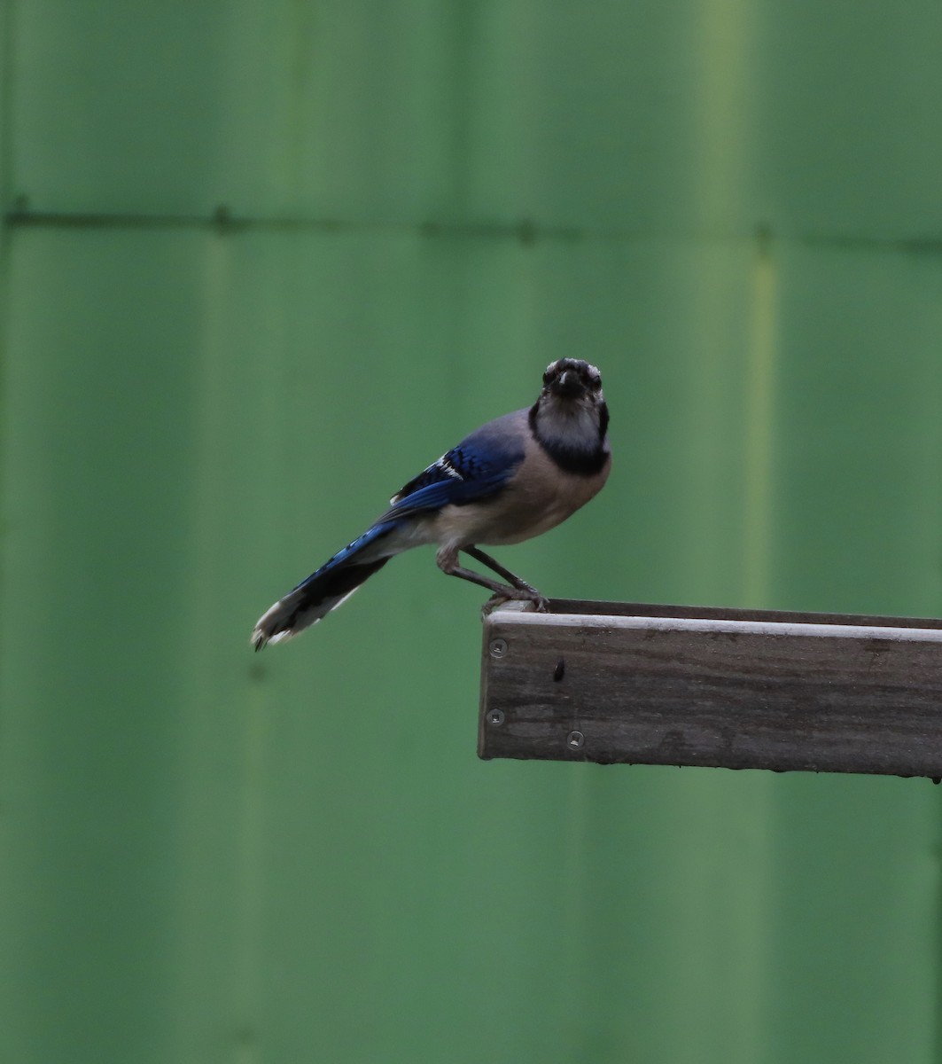 Blue Jay - ML638814216