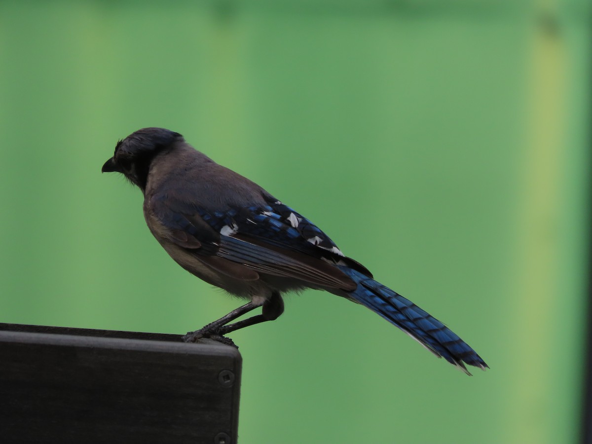Blue Jay - ML638814219