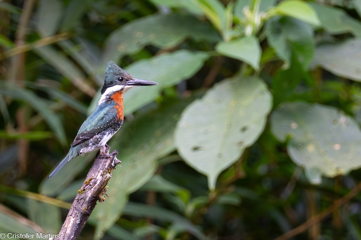Amazon Kingfisher - ML638814260