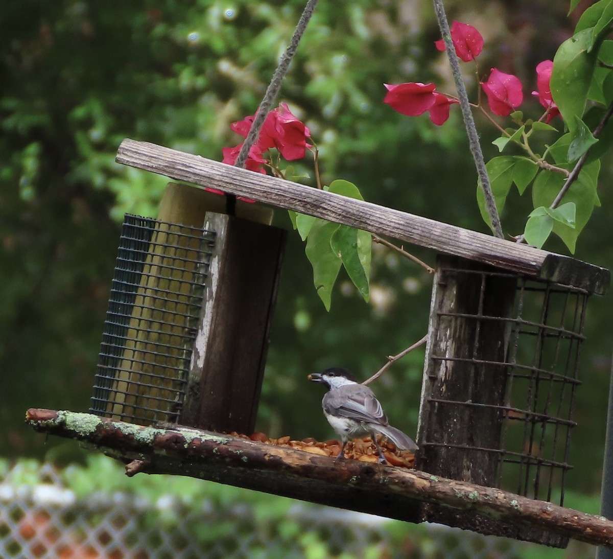 Carolina Chickadee - ML638814282