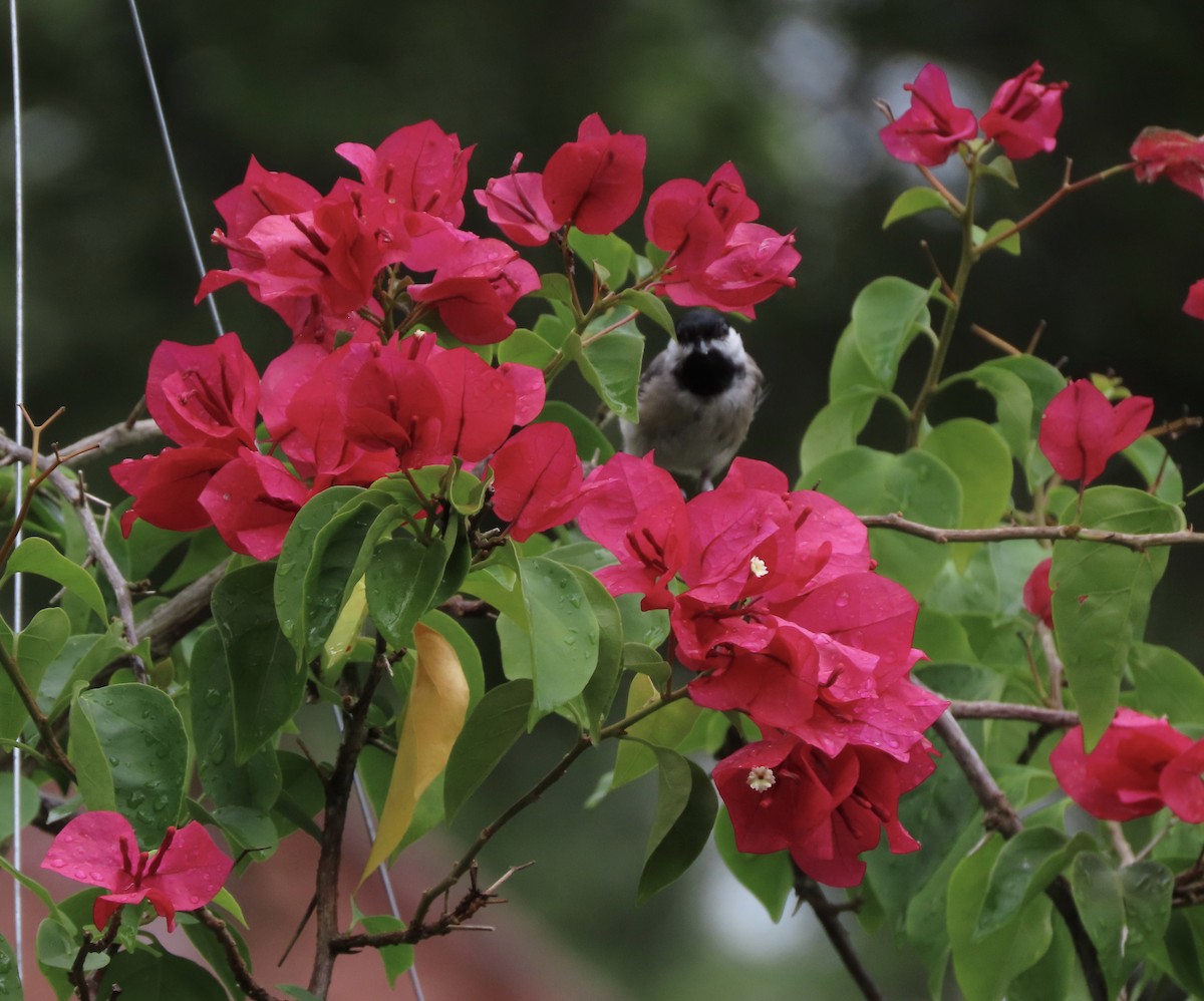 Carolina Chickadee - ML638814283