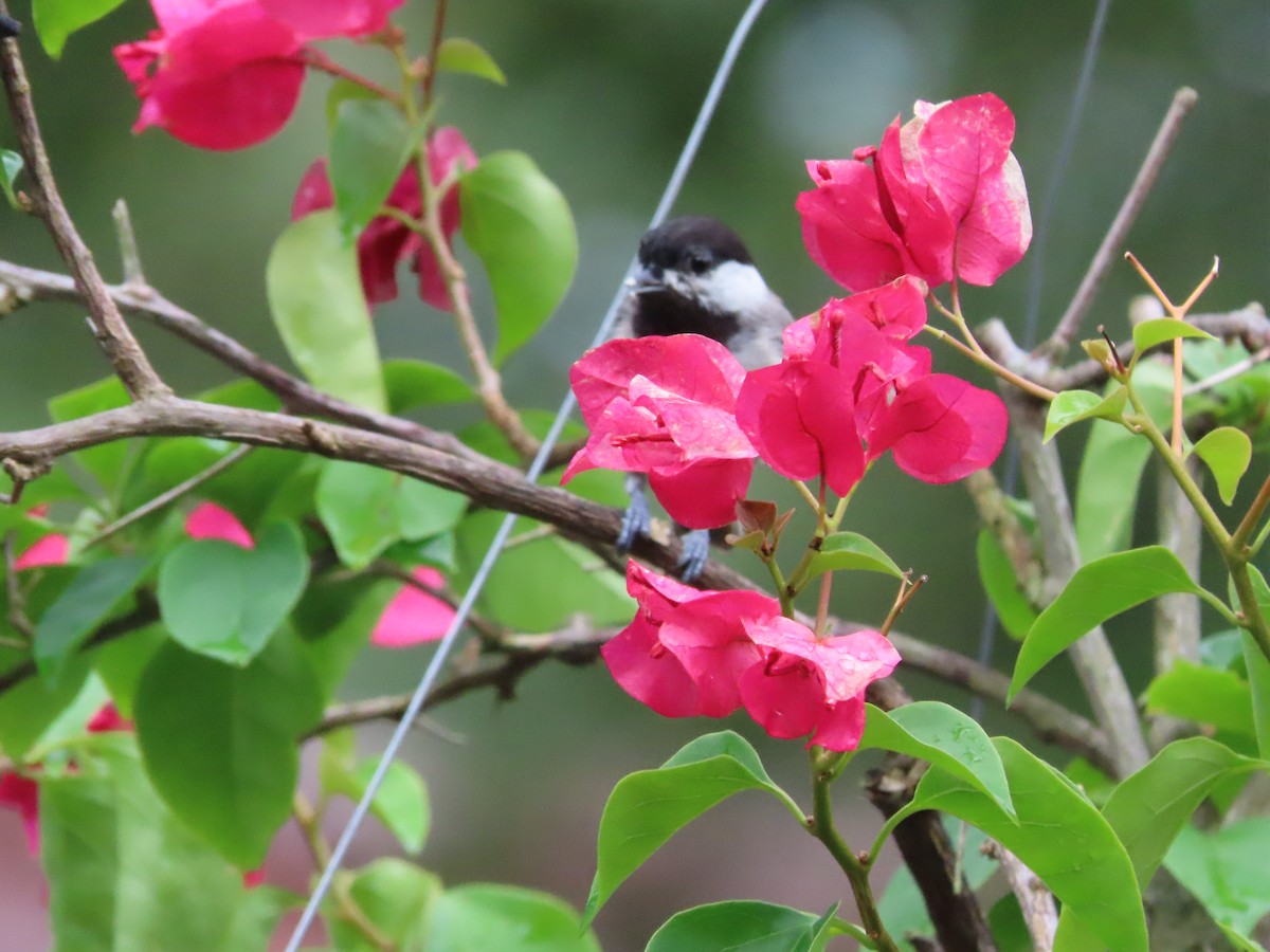 Carolina Chickadee - ML638814285
