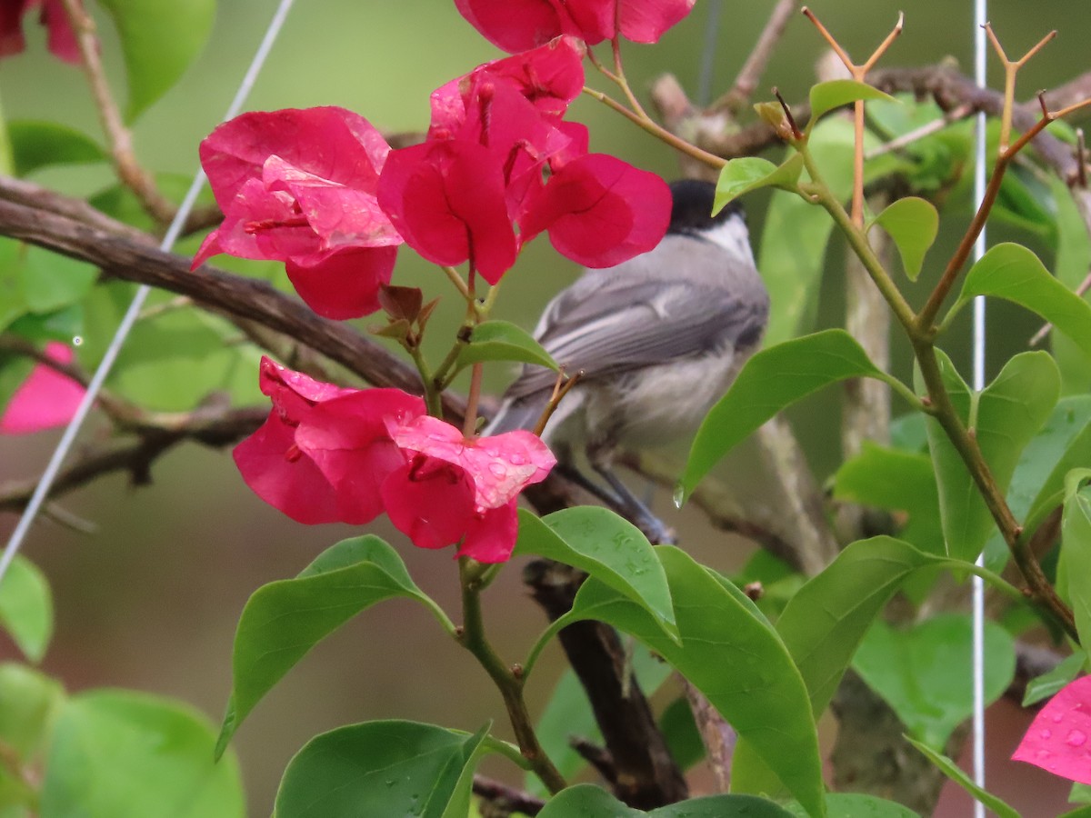 Carolina Chickadee - ML638814286