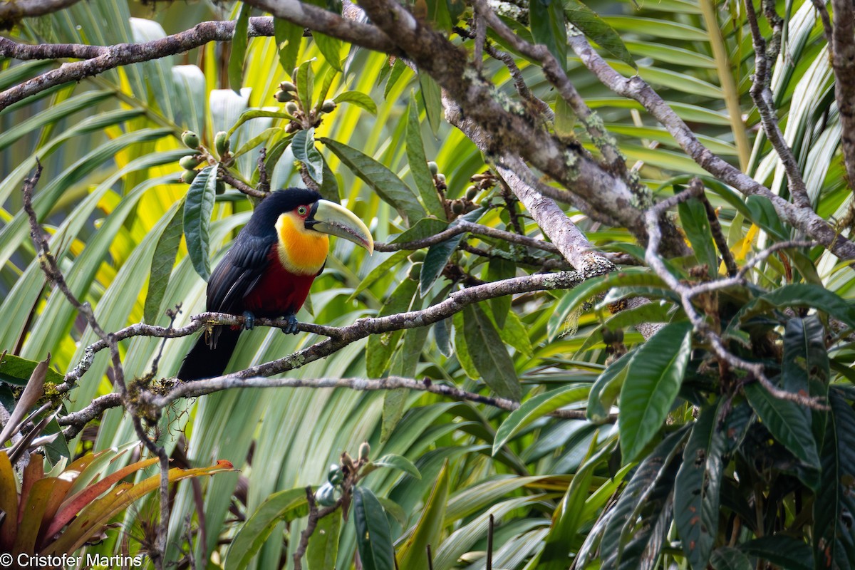 Red-breasted Toucan - ML638814287