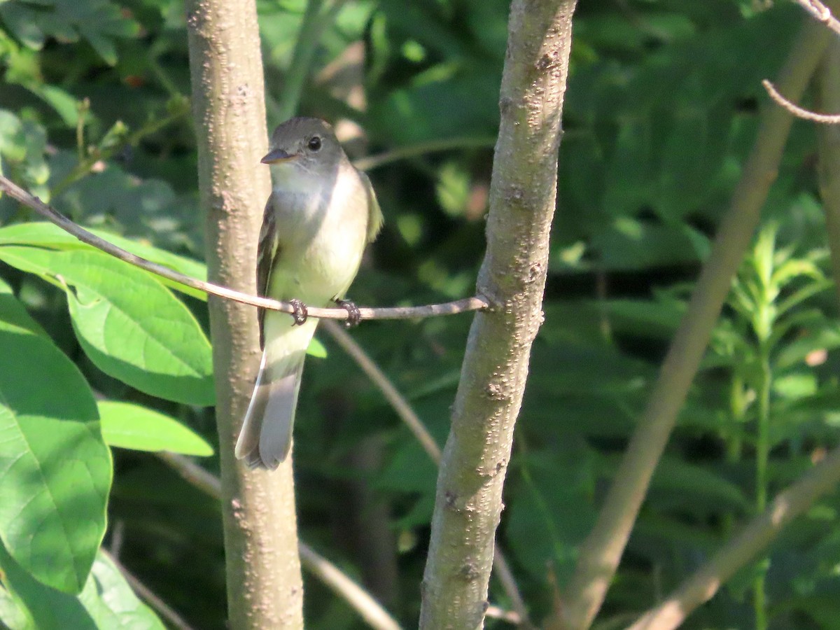 Alder/Willow Flycatcher (Traill's Flycatcher) - ML638814344