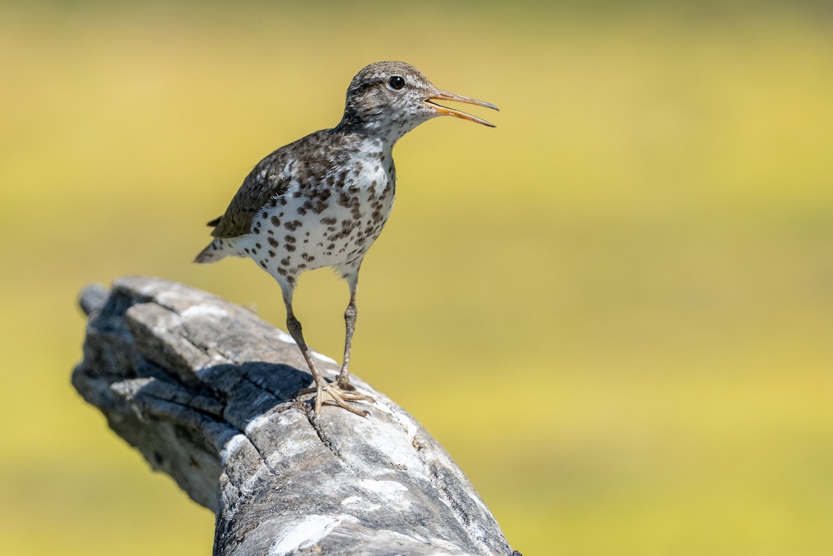 Spotted Sandpiper - ML638814348