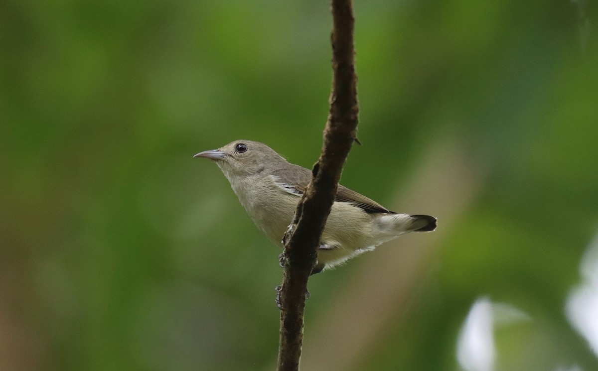 Pale-billed Flowerpecker - ML638814373