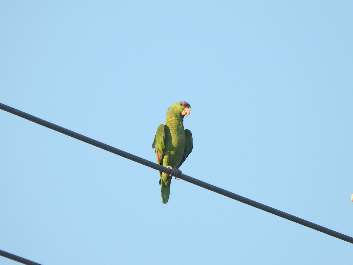 Lilac-crowned Amazon - ML638814448