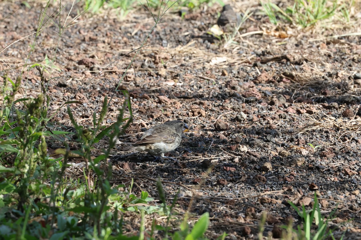 Medium Ground-Finch - ML638814470