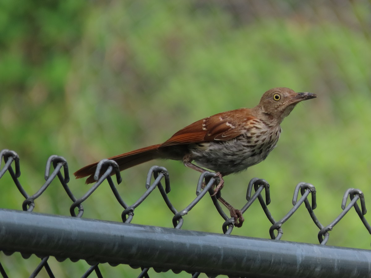 Brown Thrasher - ML638814474