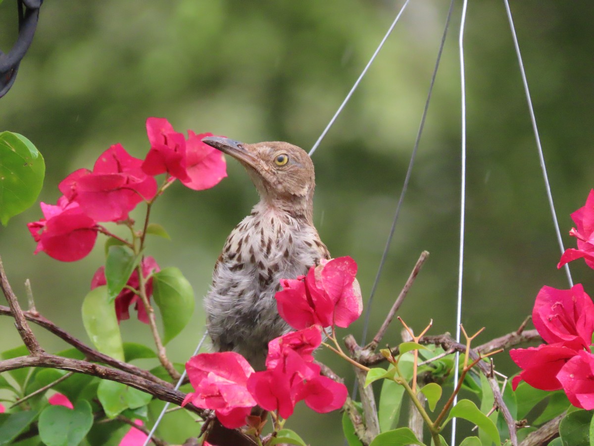 Brown Thrasher - ML638814478