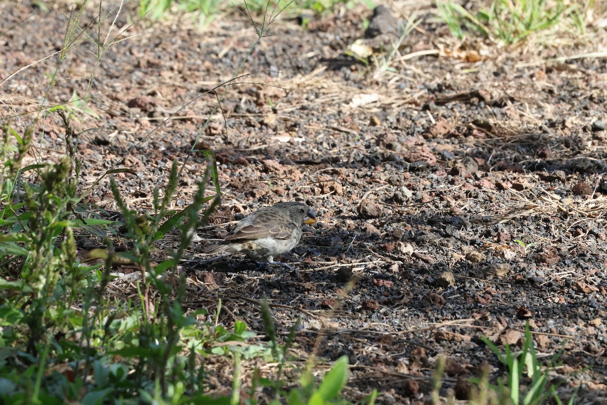 Medium Ground-Finch - ML638814482