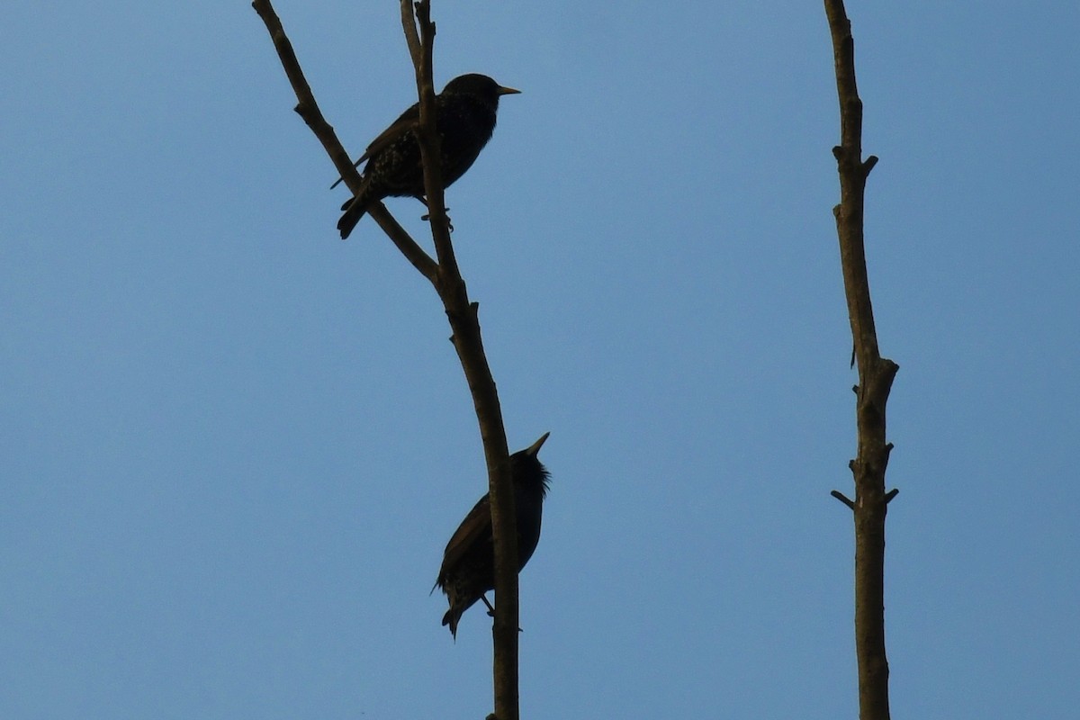 European Starling - ML638814493