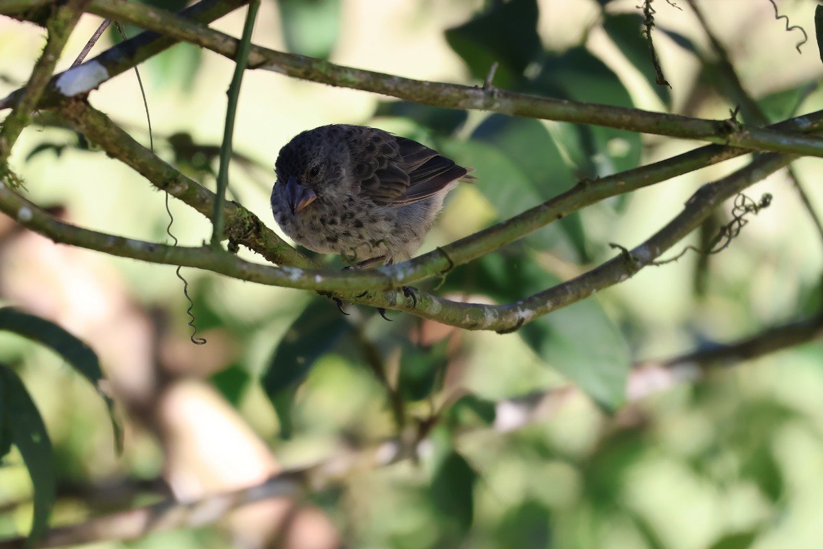 Medium Ground-Finch - ML638814510