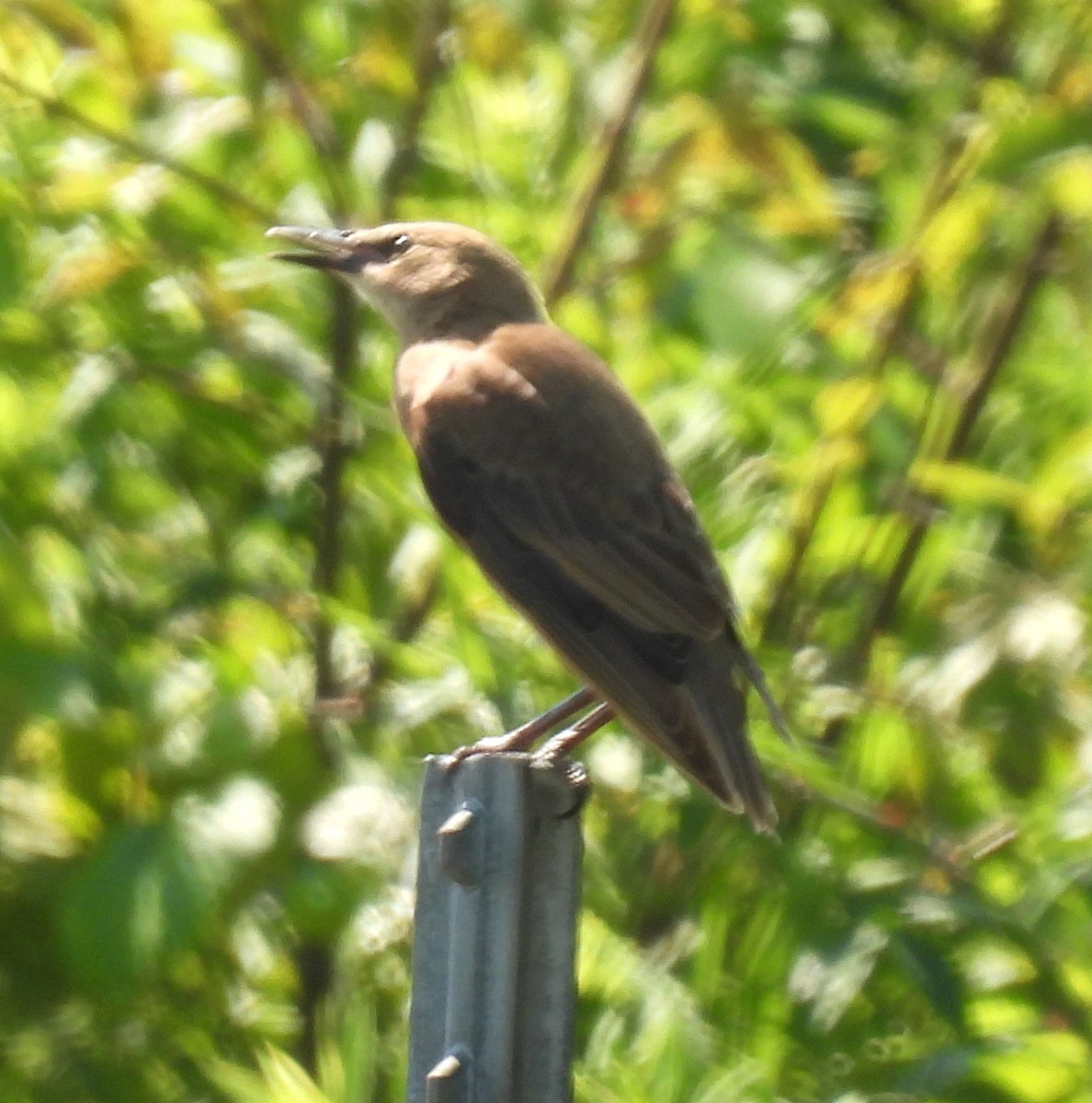 European Starling - ML638814511