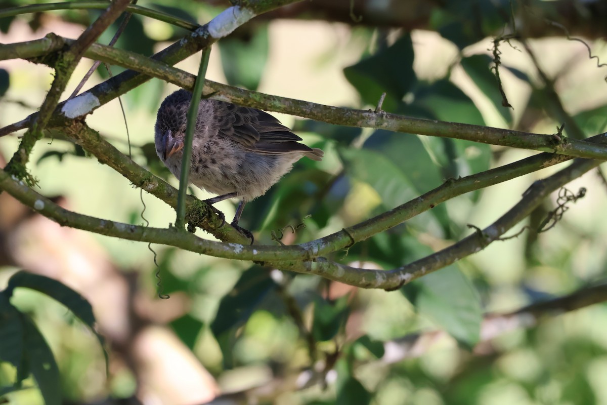 Medium Ground-Finch - ML638814512
