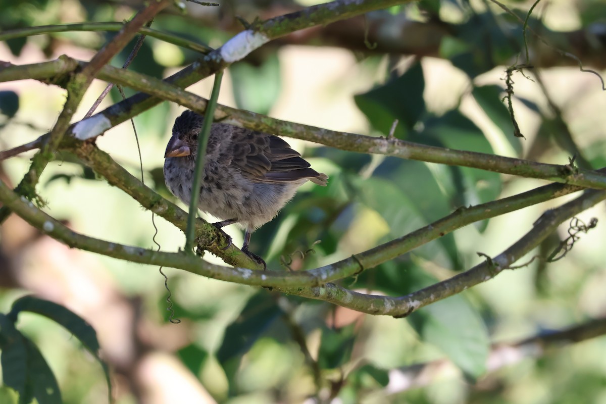 Medium Ground-Finch - ML638814514