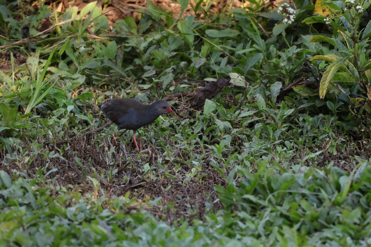 Paint-billed Crake - ML638814522