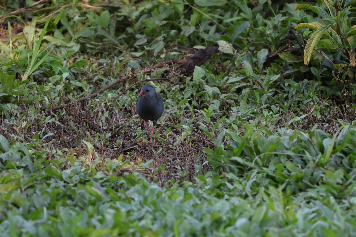 Paint-billed Crake - ML638814524