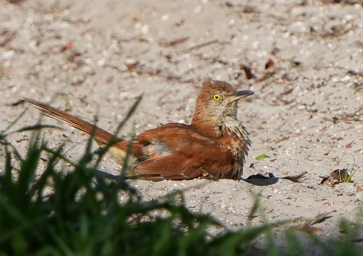 Brown Thrasher - ML638814531