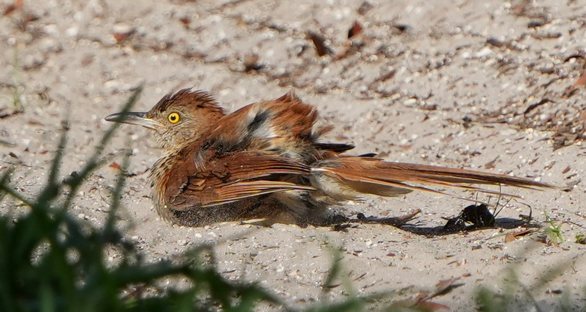 Brown Thrasher - ML638814542