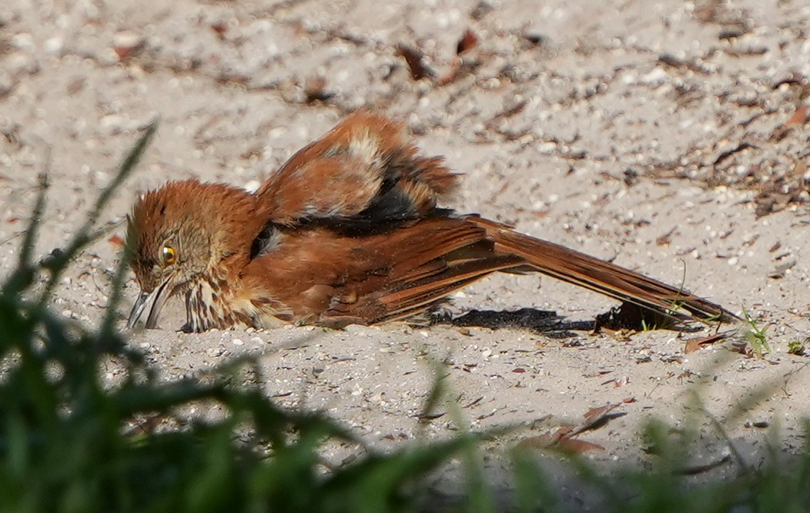 Brown Thrasher - ML638814553