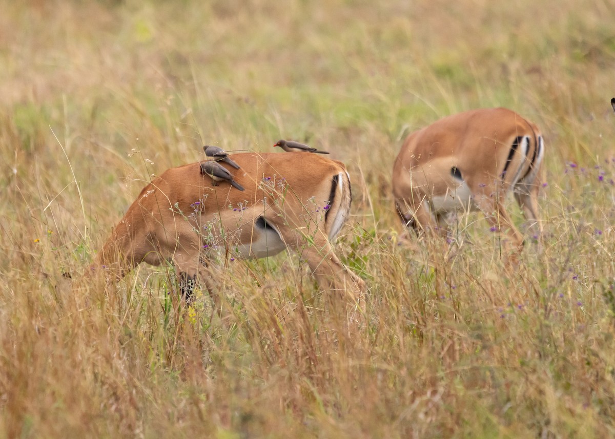 Red-billed Oxpecker - ML638814555