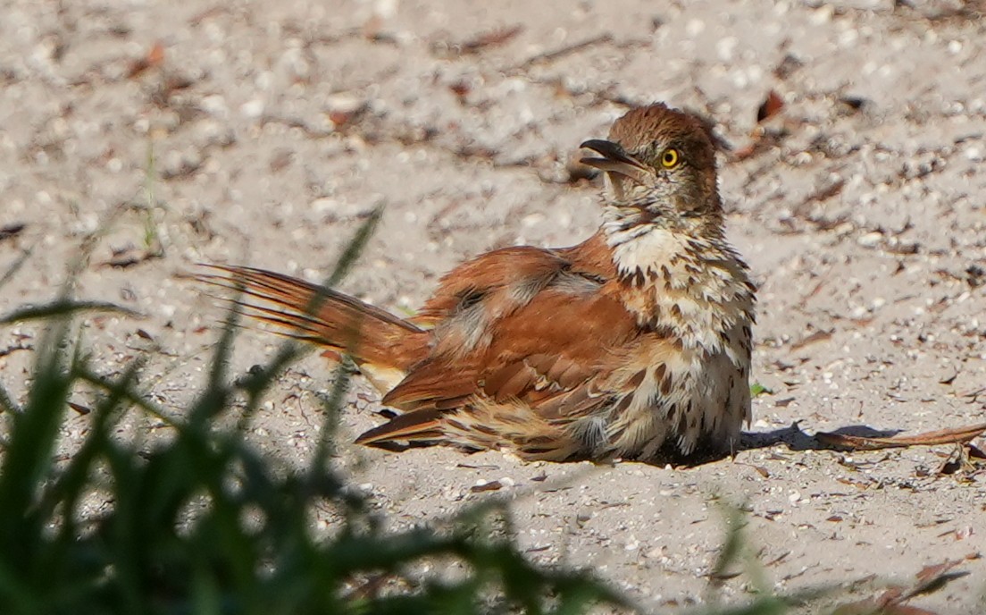 Brown Thrasher - ML638814566