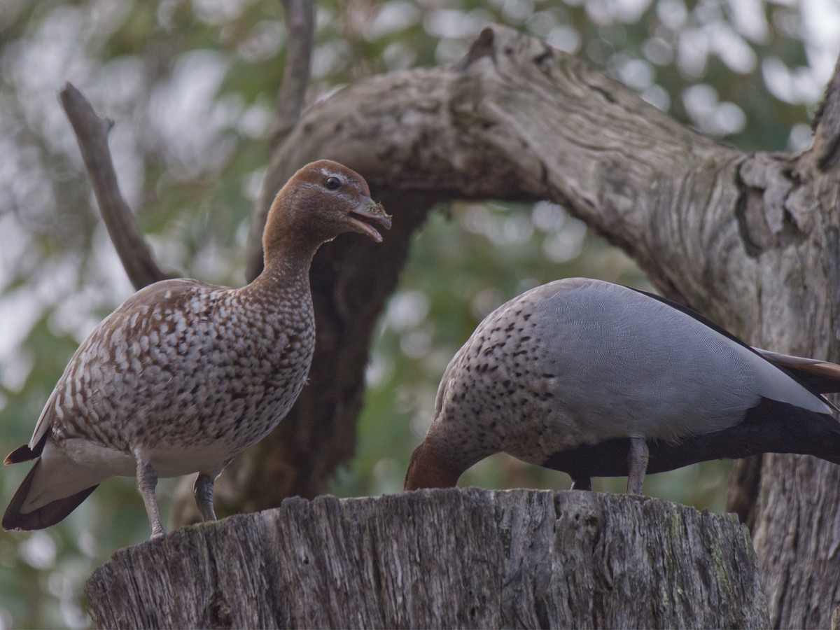 Maned Duck - ML638814598
