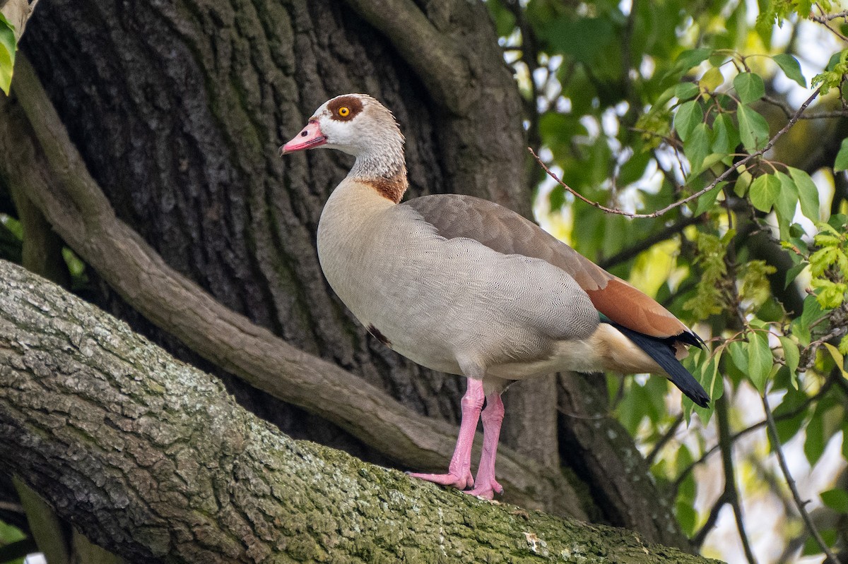 Egyptian Goose - ML638814600