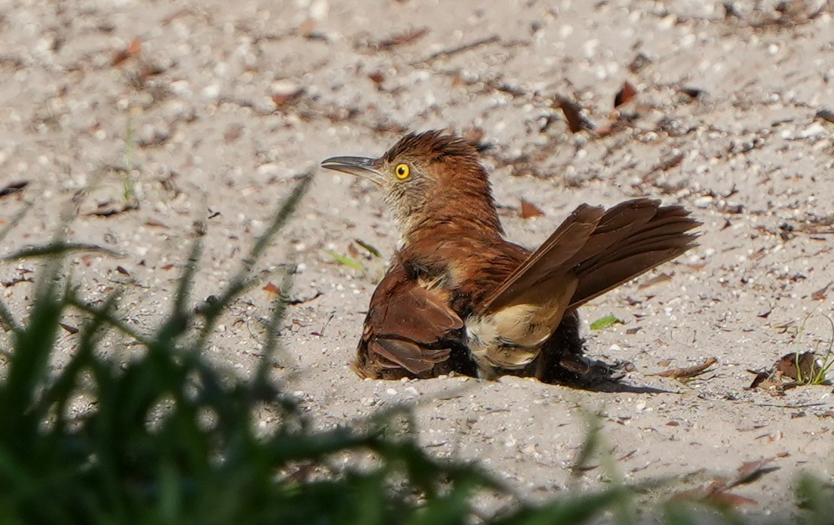 Brown Thrasher - ML638814626