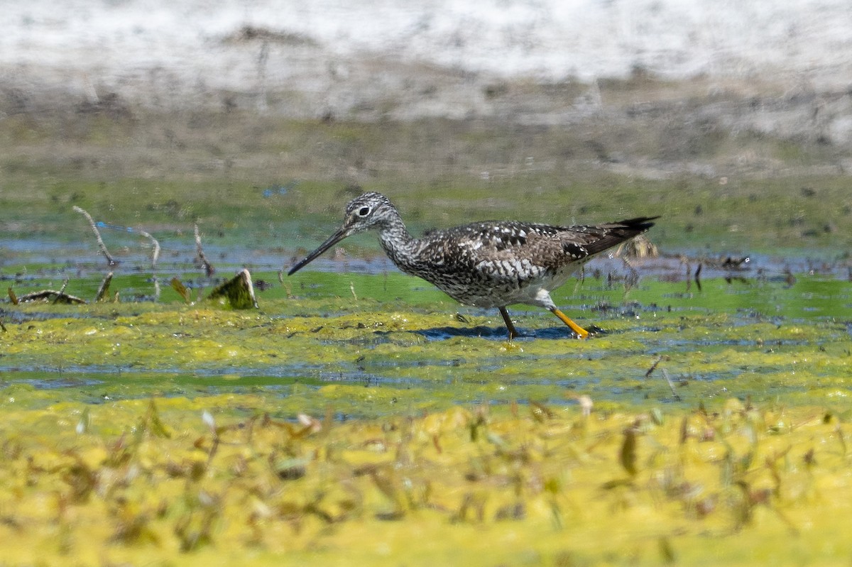 Greater Yellowlegs - ML638814632