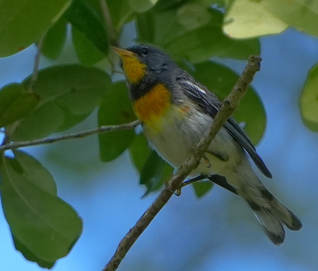 Northern Parula - ML638814641