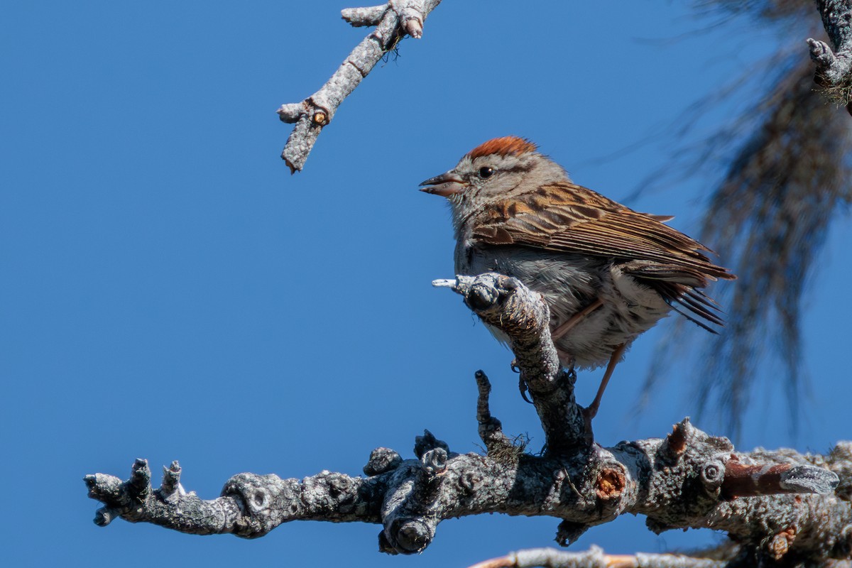 Chipping Sparrow - ML638814663