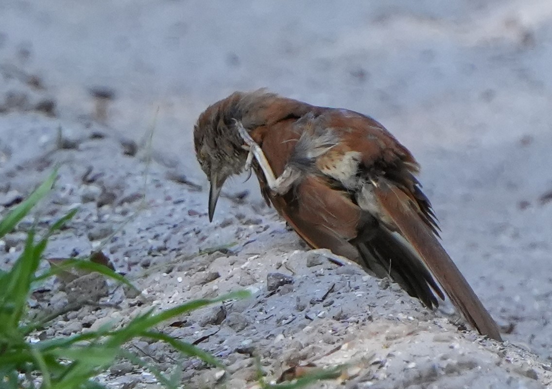 Brown Thrasher - ML638814777